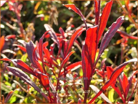 Gaura lindheimeri &#039;Gaudi Pink&#039; | Prachtkaars, Vlinderkruid | Prachtkerze | Lindheimer&#039;s Bee Blossom