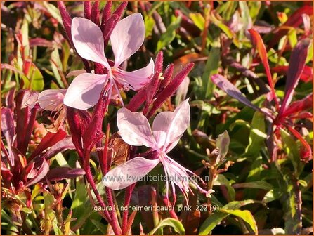 Gaura lindheimeri &#039;Gaudi Pink&#039; | Prachtkaars, Vlinderkruid | Prachtkerze | Lindheimer&#039;s Bee Blossom