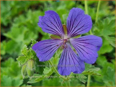 Geranium magnificum &#039;Ernst Pagels&#039; | Ooievaarsbek, Tuingeranium, Geranium | Pr&auml;chtiger Storchschnabel | Purple Crane