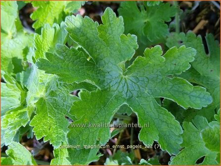 Geranium magnificum &#039;Ernst Pagels&#039; | Ooievaarsbek, Tuingeranium, Geranium | Pr&auml;chtiger Storchschnabel | Pu