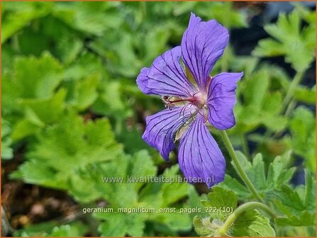 Geranium magnificum &#039;Ernst Pagels&#039; | Ooievaarsbek, Tuingeranium, Geranium | Pr&auml;chtiger Storchschnabel | Pu