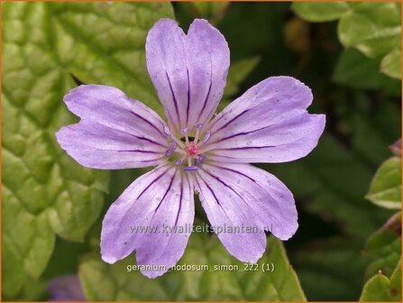 Geranium nodosum &#039;Simon&#039; | Knopige ooievaarsbek, Ooievaarsbek, Tuingeranium, Geranium | Bergwald-Storchschnabel | Kno