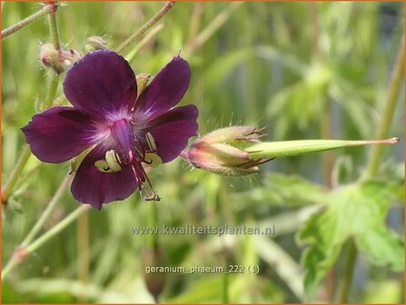 Geranium phaeum | Donkere ooievaarsbek, Ooievaarsbek, Tuingeranium, Geranium | Brauner Storchschnabel | Dusky Cranesbill