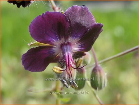 Geranium phaeum | Donkere ooievaarsbek, Ooievaarsbek, Tuingeranium, Geranium | Brauner Storchschnabel | Dusky Cranesbill