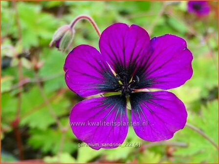 Geranium &#039;Sandrine&#039; | Ooievaarsbek, Tuingeranium, Geranium | Storchschnabel | Cranesbill