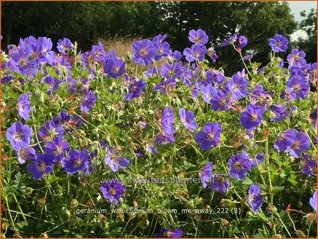 Geranium wallichianum &#039;Bloom Me Away&#039; | Ooievaarsbek, Tuingeranium, Geranium | Nepal-Storchenschnabel | Wallich&amp;#