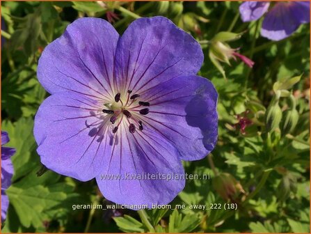 Geranium wallichianum &#039;Bloom Me Away&#039; | Ooievaarsbek, Tuingeranium, Geranium | Nepal-Storchenschnabel | Wallich&amp;#