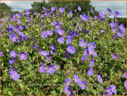 Geranium wallichianum &#039;Bloom Me Away&#039; | Ooievaarsbek, Tuingeranium, Geranium | Nepal-Storchenschnabel | Wallich&amp;#