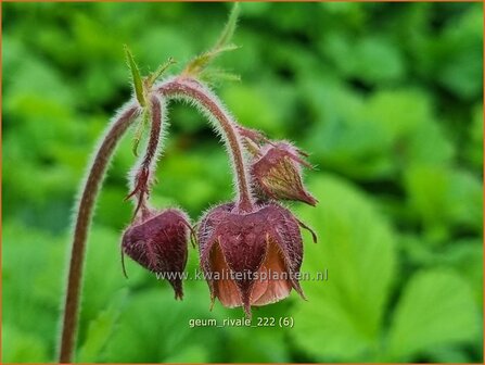 Geum rivale | Knikkend nagelkruid, Nagelkruid | Bach-Nelkenwurz | Water Avens