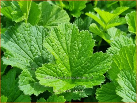 Geum rivale | Knikkend nagelkruid, Nagelkruid | Bach-Nelkenwurz | Water Avens