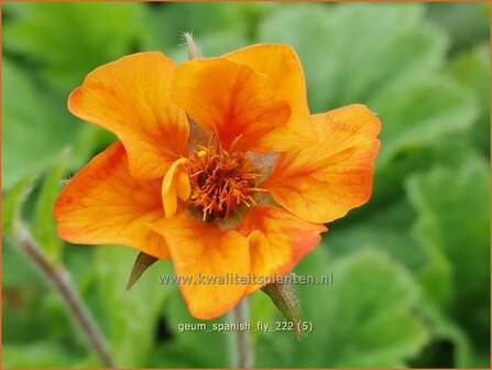 Geum &#039;Spanish Fly&#039; | Nagelkruid | Nelkenwurz | Avens