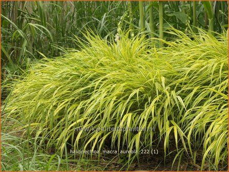 Hakonechloa macra &#039;Aureola&#039; | Japans bosgras, Japans siergras | Berggras | Forest Grass