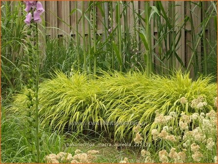 Hakonechloa macra &#039;Aureola&#039; | Japans bosgras, Japans siergras | Berggras | Forest Grass