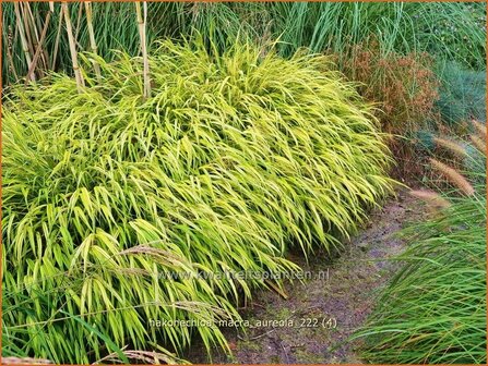 Hakonechloa macra &#039;Aureola&#039; | Japans bosgras, Japans siergras | Berggras | Forest Grass