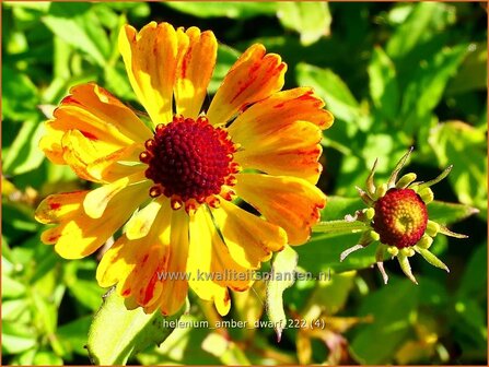 Helenium &#039;Amber Dwarf&#039; | Zonnekruid | Sonnenbraut | Helen&#039;s Flower