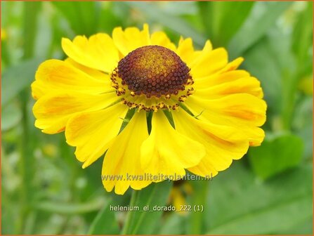 Helenium &#039;El Dorado&#039; | Zonnekruid | Sonnenbraut | Helen&#039;s Flower