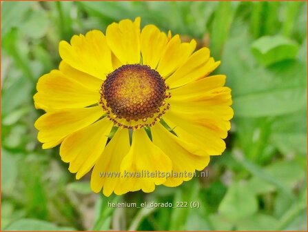 Helenium &#039;El Dorado&#039; | Zonnekruid | Sonnenbraut | Helen&#039;s Flower