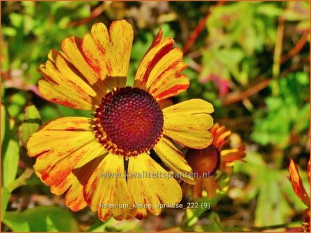 Helenium &#039;Kleine Aprikose&#039; | Zonnekruid | Sonnenbraut | Helen&#039;s Flower