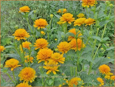 Heliopsis helianthoides &#039;Asahi&#039; | Zonneoog | Gew&ouml;hnliches Sonnenauge | Rough Heliopsis