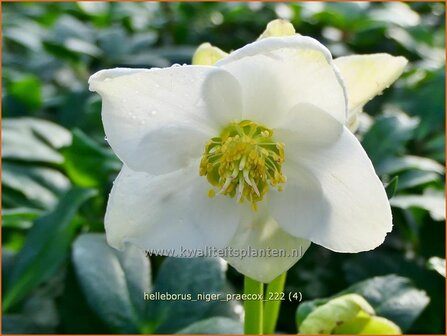 Helleborus niger 'Praecox' | Kerstroos, Nieskruid | Christrose | Christmas Rose