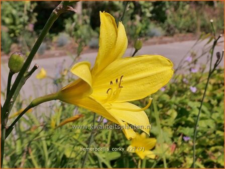 Hemerocallis &#039;Corky&#039; | Daglelie | Taglilie | Day Lily