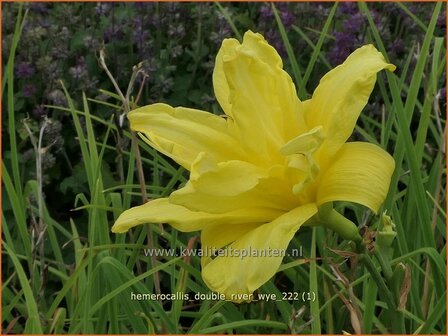 Hemerocallis &#039;Double River Wye&#039; | Daglelie | Taglilie | Day Lily