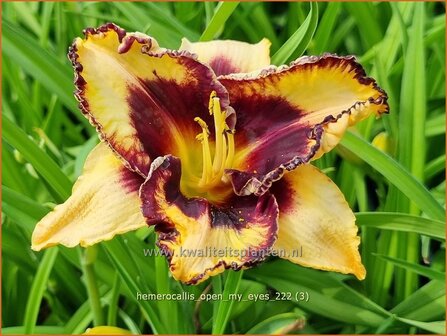 Hemerocallis &#039;Open My Eyes&#039; | Daglelie | Taglilie | Day Lily