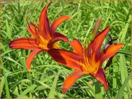 Hemerocallis &#039;Sammy Russell&#039; | Daglelie | Taglilie | Day Lily