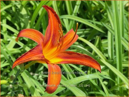 Hemerocallis &#039;Sammy Russell&#039; | Daglelie | Taglilie | Day Lily