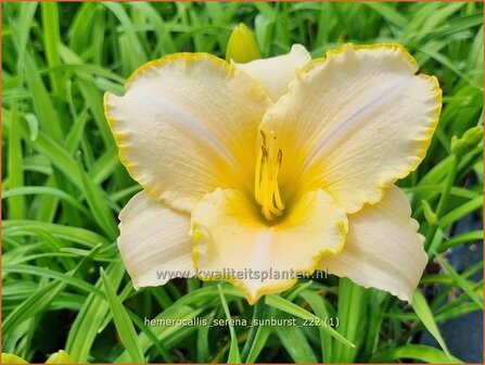 Hemerocallis &#039;Serena Sunburst&#039; | Daglelie | Taglilie | Day Lily