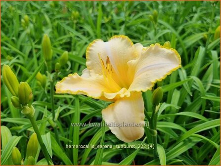 Hemerocallis &#039;Serena Sunburst&#039; | Daglelie | Taglilie | Day Lily