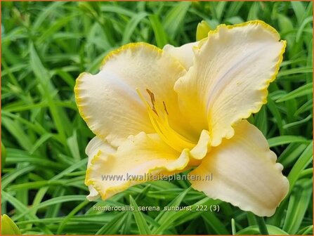 Hemerocallis &#039;Serena Sunburst&#039; | Daglelie | Taglilie | Day Lily