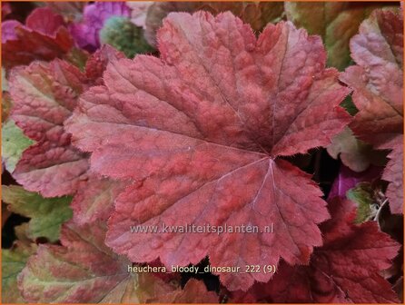 Heuchera &#039;Bloody Dinosaur&#039; | Purperklokje | Purpurgl&ouml;ckchen | Coral Bells