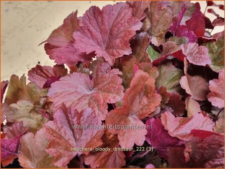 Heuchera &#039;Bloody Dinosaur&#039; | Purperklokje | Purpurgl&ouml;ckchen | Coral Bells