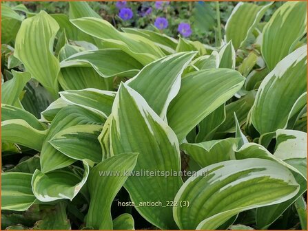 Hosta &#039;Antioch&#039; | Hosta, Hartlelie, Funkia | Funkie | Hosta