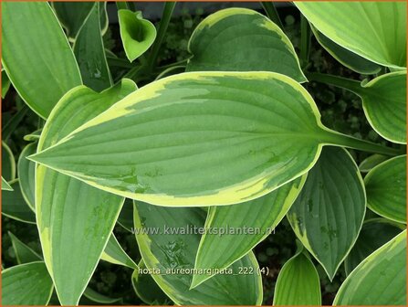 Hosta &#039;Aureomarginata&#039; | Hosta, Hartlelie, Funkia | Funkie | Hosta