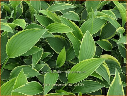 Hosta &#039;Aureomarginata&#039; | Hosta, Hartlelie, Funkia | Funkie | Hosta