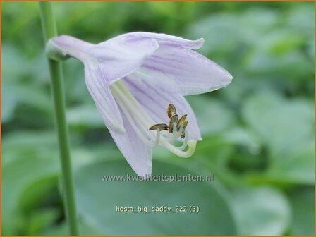 Hosta &#039;Big Daddy&#039; | Hosta, Hartlelie, Funkia | Funkie | Hosta