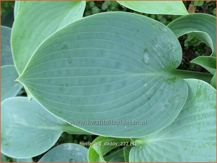 Hosta &#039;Big Daddy&#039; | Hosta, Hartlelie, Funkia | Funkie | Hosta