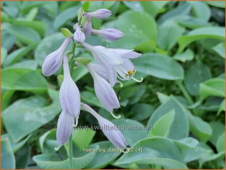 Hosta &#039;Big Daddy&#039; | Hosta, Hartlelie, Funkia | Funkie | Hosta