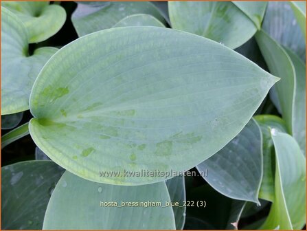 Hosta &#039;Bressingham Blue&#039; | Hosta, Hartlelie, Funkia | Funkie | Hosta