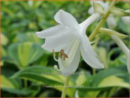 Hosta &#039;Dream Queen&#039; | Hosta, Hartlelie, Funkia | Funkie | Hosta