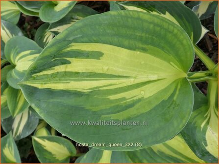 Hosta &#039;Dream Queen&#039; | Hosta, Hartlelie, Funkia | Funkie | Hosta