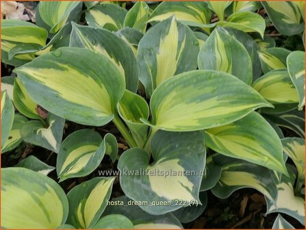 Hosta &#039;Dream Queen&#039; | Hosta, Hartlelie, Funkia | Funkie | Hosta