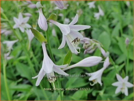 Hosta fortunei &#039;Albopicta&#039; | Hosta, Hartlelie, Funkia | Funkie | Hosta