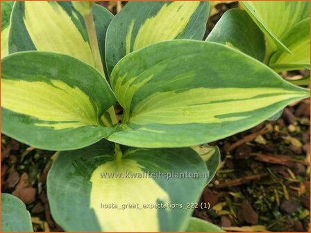Hosta &#039;Great Expectations&#039; | Hosta, Hartlelie, Funkia | Funkie | Hosta