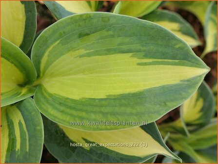 Hosta &#039;Great Expectations&#039; | Hosta, Hartlelie, Funkia | Funkie | Hosta