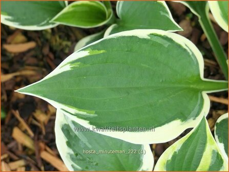 Hosta &#039;Minuteman&#039; | Hosta, Hartlelie, Funkia | Funkie | Hosta