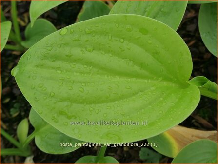 Hosta plantaginea var. grandiflora | Hosta, Hartlelie, Funkia | Duftende Lilien-Funkie | Fragrant Plantain Lily