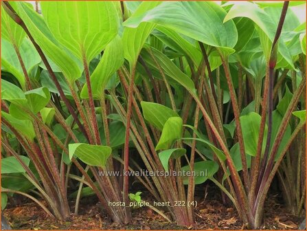 Hosta &#039;Purple Heart&#039; | Hosta, Hartlelie, Funkia | Funkie | Hosta